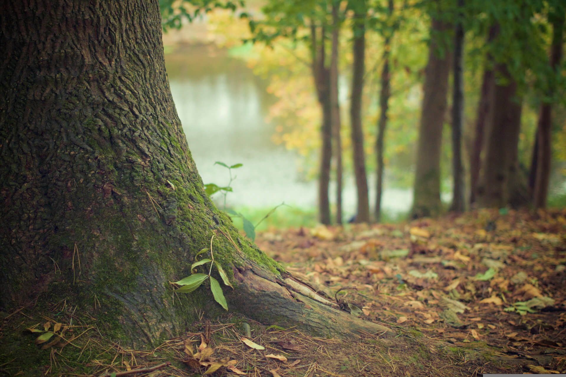 tree-569275